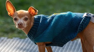Chihuahua Has ZERO Fear of Heights by Chihuahua Porter 5,703 views 9 months ago 2 minutes, 14 seconds