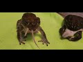 Bufo Alvarius | Sacred Toad | Live Feeding
