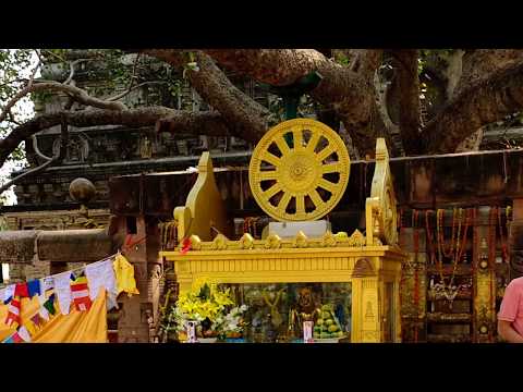 Vídeo: Onde está a árvore Bodhi sob a qual Buda se sentou?