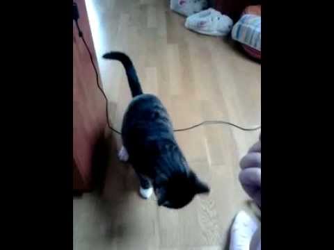 Wideo: Jak zrobić z futra kota