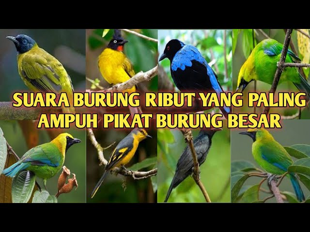 SUARA BURUNG RIBUT #ANDALAN para pikat burung di hutan yang paling ampuh 💯% class=