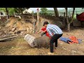 Bắt con lợn rừng bán cho khách | Catch wild boar and sell to customers