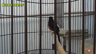 Download Lagu Murai Batu Isian Cucak Rowo || Murai Batu Gacor Full Isian || Kicau Series MP3