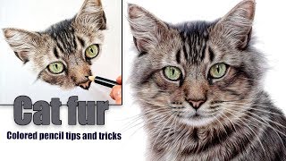 COLORED PENCIL timelapse | How do I tackle complicated cat fur?