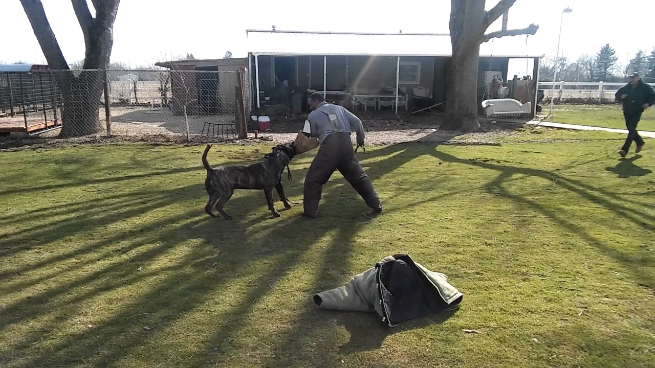 Rage de HF KENNEL YouTube