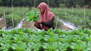 Download Lagu Sawi segar sudah mulai di panen untuk dimasak yang enak dengan udang \u0026 wortel, masakan desa MP3