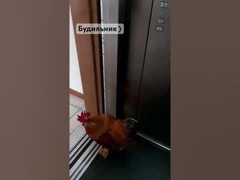 Будильник или…? #петух #relax #relaxing #like #goodmorning #доброеутро ...