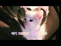 새끼고양이 도형 박자편집 | 이예빈튜브