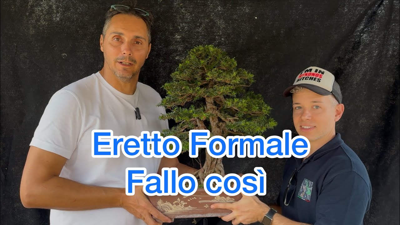 Bonsai di Tasso eretto Formale, stile semplice grande risultato 