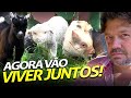 JUNTAMOS O PITUCO COM UMA CABRA, UMA OVELHA E UM PORCO! | A CASA DOS BICHOS