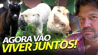 JUNTAMOS O PITUCO COM UMA CABRA, UMA OVELHA E UM PORCO! | A CASA DOS BICHOS