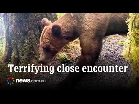 Hikers have terrifying close encounter with grizzly bear