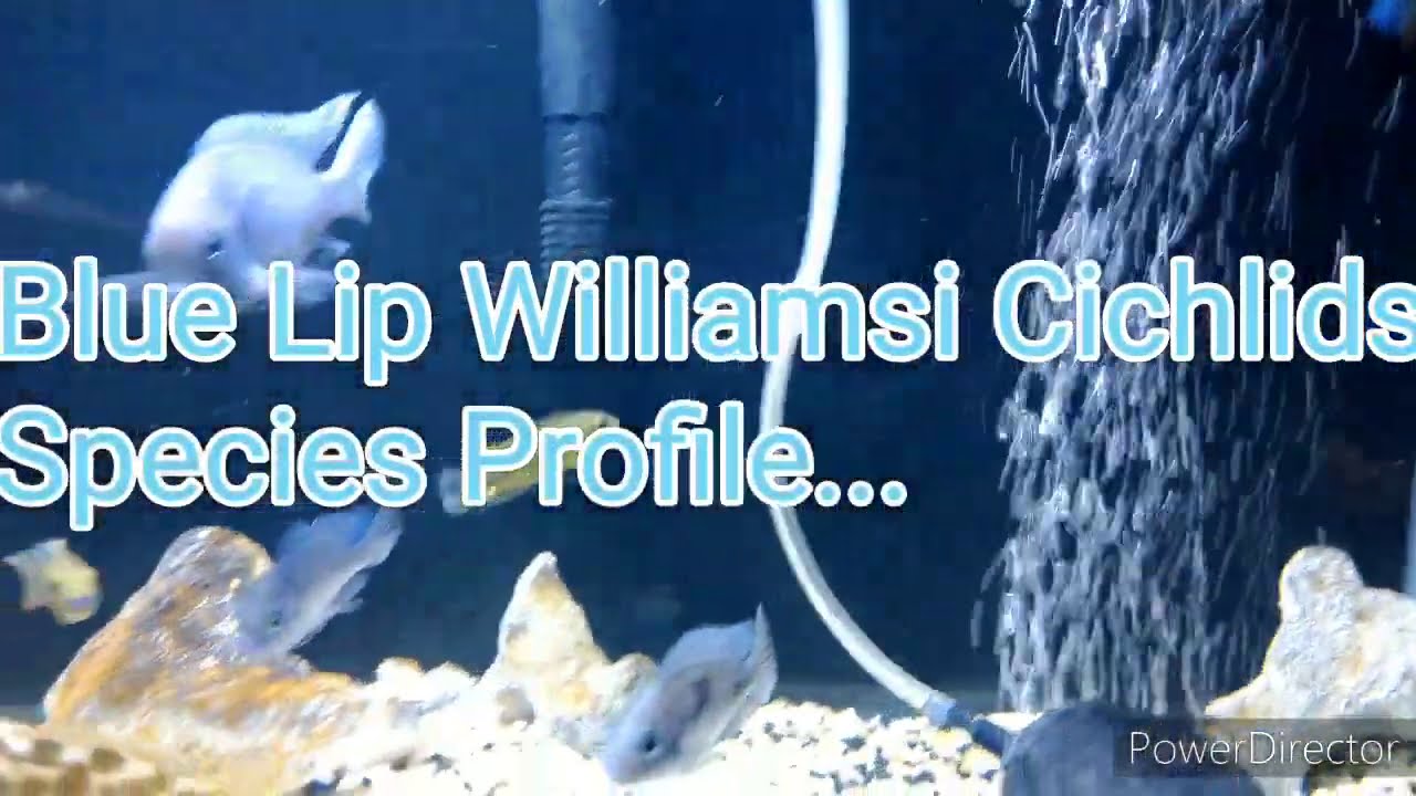 (Must See!!!) Blue Lips Williamsi Cichlids Species Profile YouTube