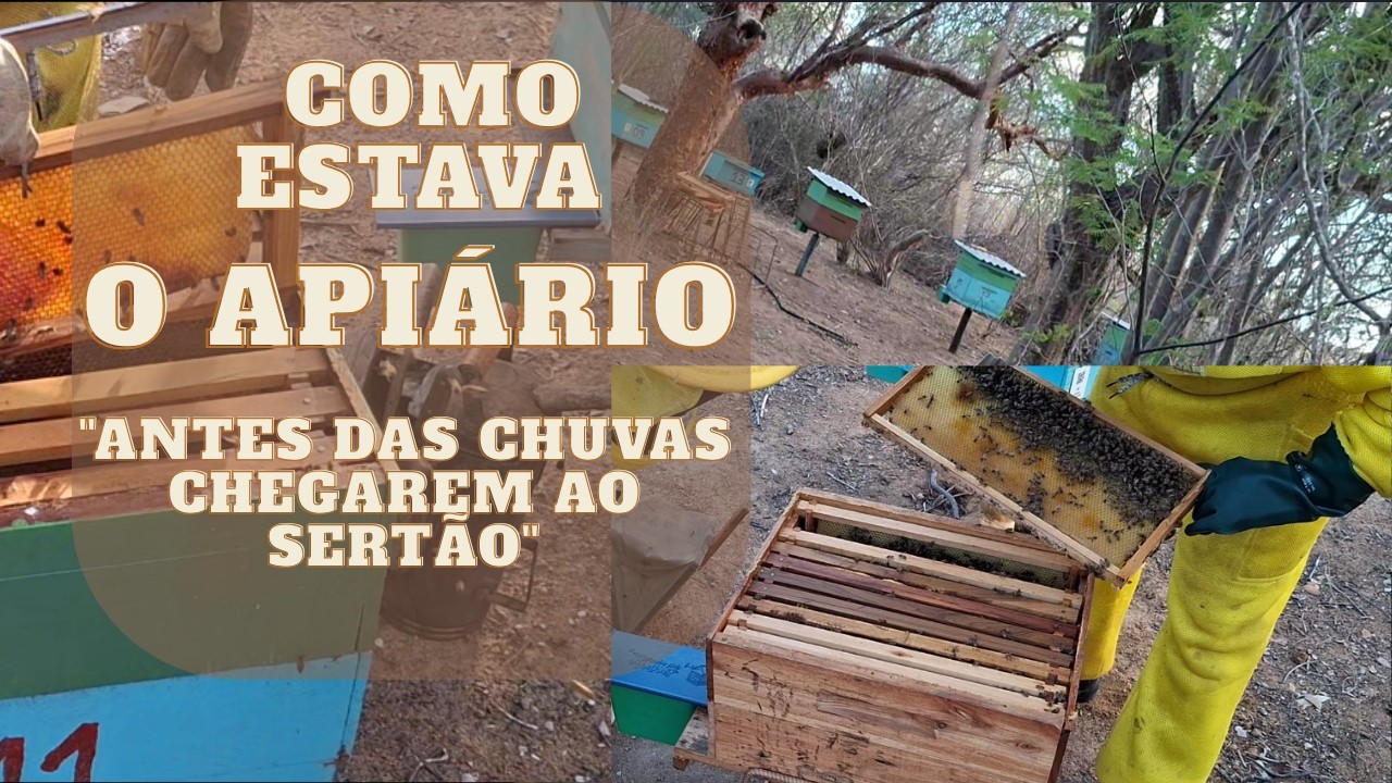 COMO ESTAVA O APIÁRIO- antes da chuva no sertão-