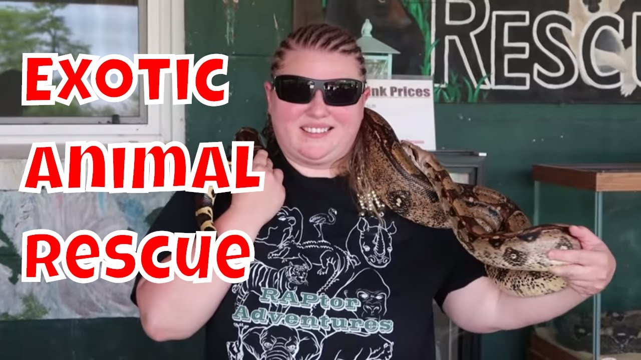 Exotic Animal Rescue - YouTube