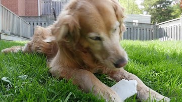 Panasonic GH4 Variable Frame rate