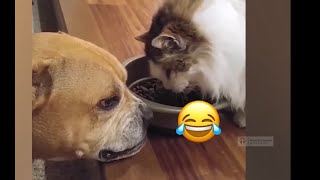 FUNNY BEST MOMENTS of DOGS CATS and other AUGUST 2024