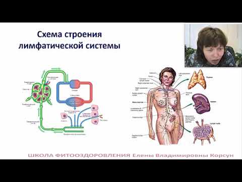 Корсун Елена Владимировна. Фитотерапия лимфаденитов