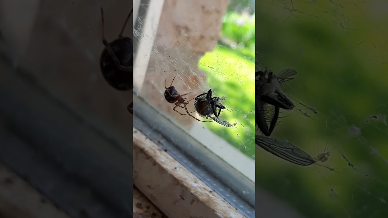 little spider catch fly