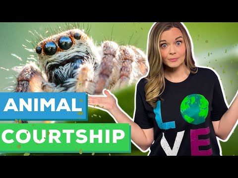Animal Courtship Behavior | Courtship Displays in Zoology for Kids
