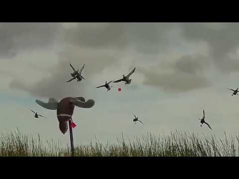 იხვზე ნადირობა საუკეთესო მომენტები|ixvze nadiroba 2017