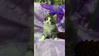 #cat #милота #моякошка #мейнкун