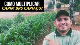 COMO INICIEI COM O BRS CAPIAÇU! Veja como está o meu Viveiro de Mudas. DICAS Utilizadas no Plantio.