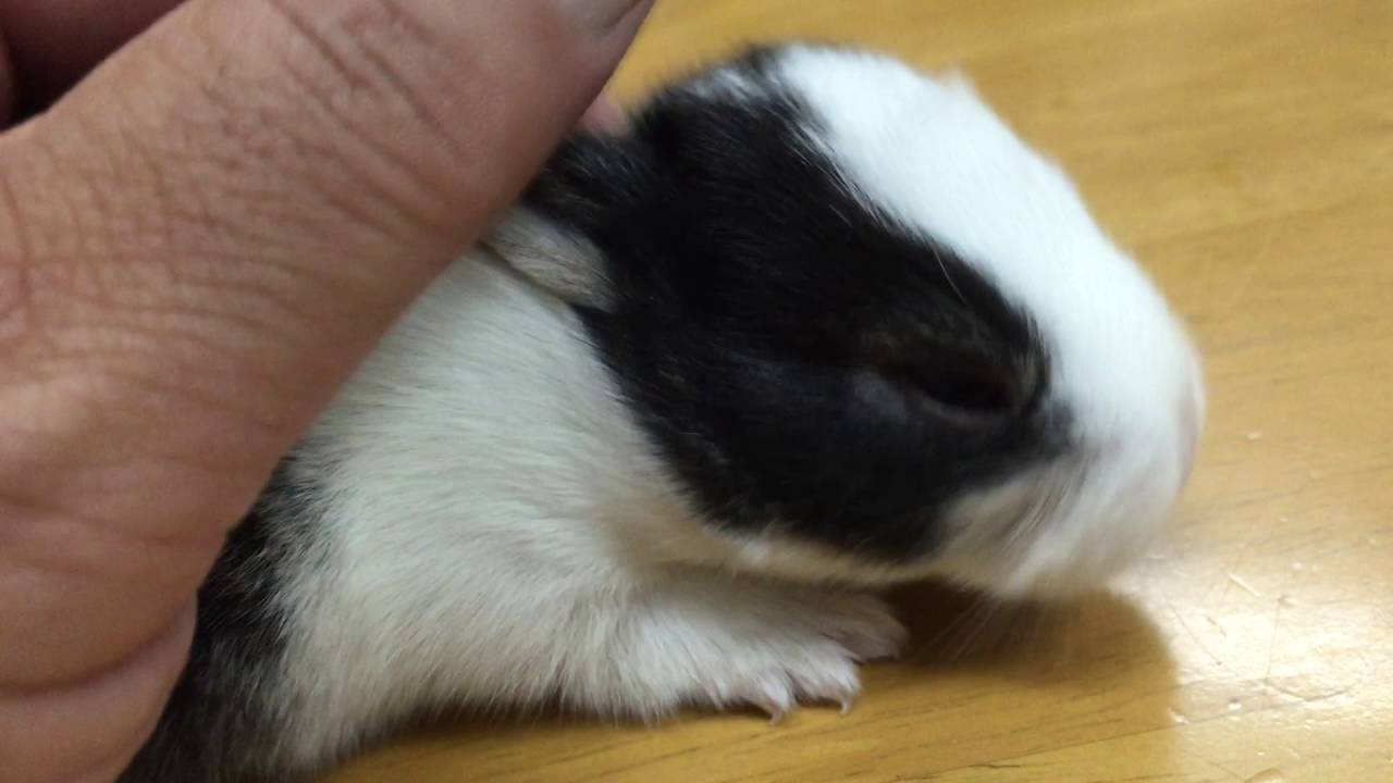 Cute Bunny Baby 2 Weeks Old かわいい赤ちゃんうさぎマツコちゃん２週目 Youtube