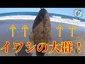 イワシの大群にルアーぶん投げてみた