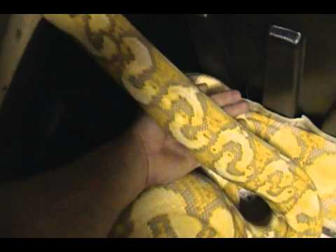 snake oil Purple Albino Update!