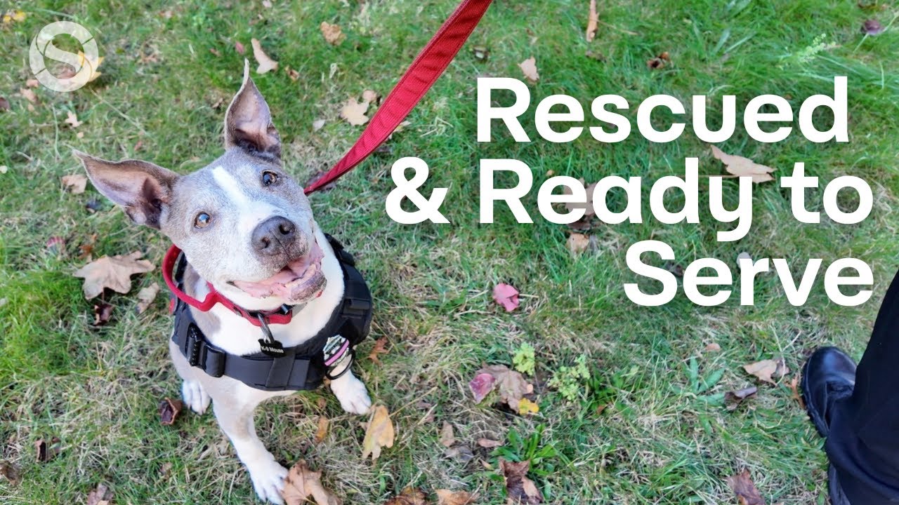 Спасённый питбуль обретает новую жизнь в качестве талисмана полицейского управления Западного Уор...