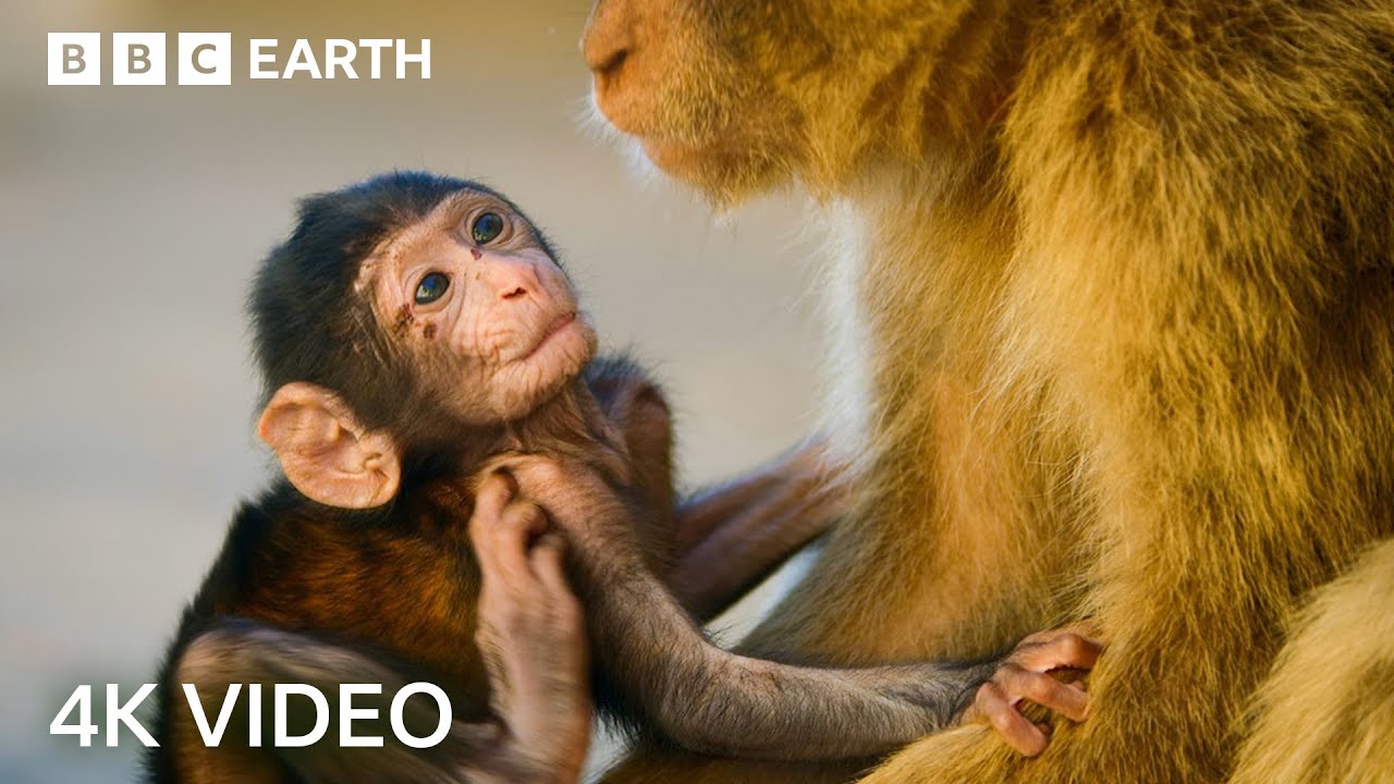⁣Two Hours of Amazing Animal Moments | 4K UHD | BBC Earth