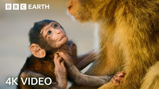Dvě hodiny úžasných zvířecích momentů | 4K UHD | BBC Země