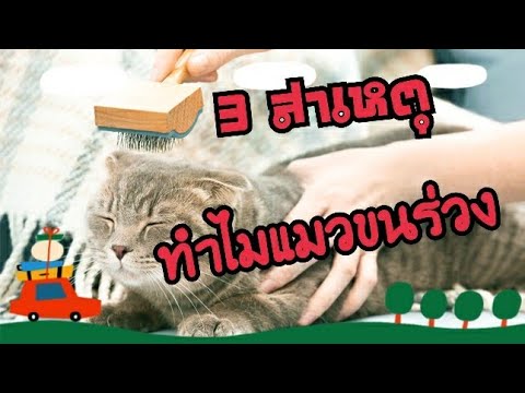 3 สาเหตุ ทำไมแมวถึงขนร่วง :Cat story