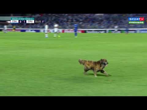 Cachorro invade campo durante o jogo entre CSA e Cruzeiro