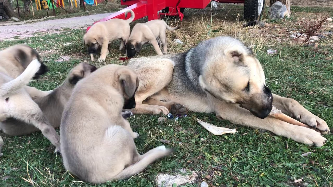 camera iphone 8 plus apk Kangallar