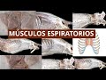 Músculos espiratorios - Anatomía Veterinaria