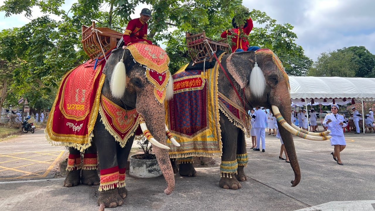 พี่ทองมาของดีอำเภอปราสาท‼️🐘