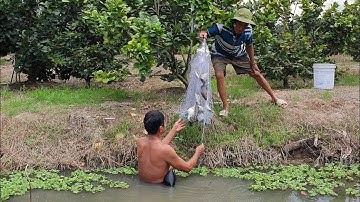 Hôm Nay Thăm Lợp Cá Lóc Thất Thu Ra Ao Giăng Lưới Bắt Cá Về Làm Lẩu Mắm Thôn Quê.Góc Làng Quê#69