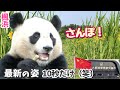 【パンダアイドル楓浜】中国成都ついにお外へ🐼ファンが一気に増えちゃうね‼️