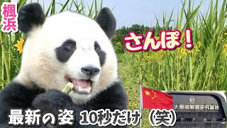 パンダアイドル楓浜】中国成都ついにお外へ🐼ファンが一気に増えちゃう