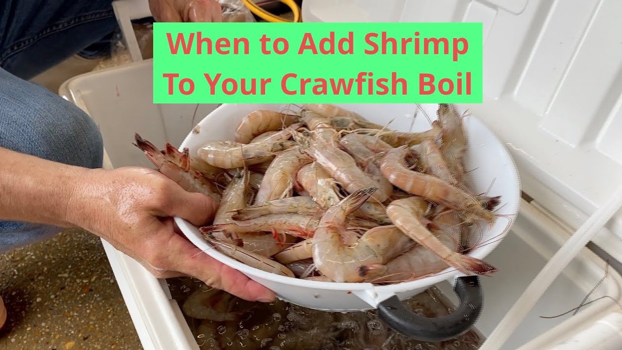 Adding Shrimp - YouTube