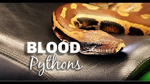 Blood Python Care and Maintenance