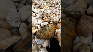 Download Lagu extraordinary discovery of a pile of agate stones in the mine #diamond #crystals #gemstones #jade MP3