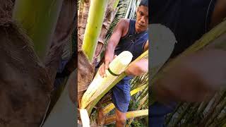 This process is at a height of 20 meters on a coconut tree. #coconuttaping