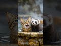 猫とフェレットの温泉♨️時間コレクション#Cats #Ferrets #温泉 #癒し #猫 #フェレット #AnimalFriends #CozyVibes #HotSpring