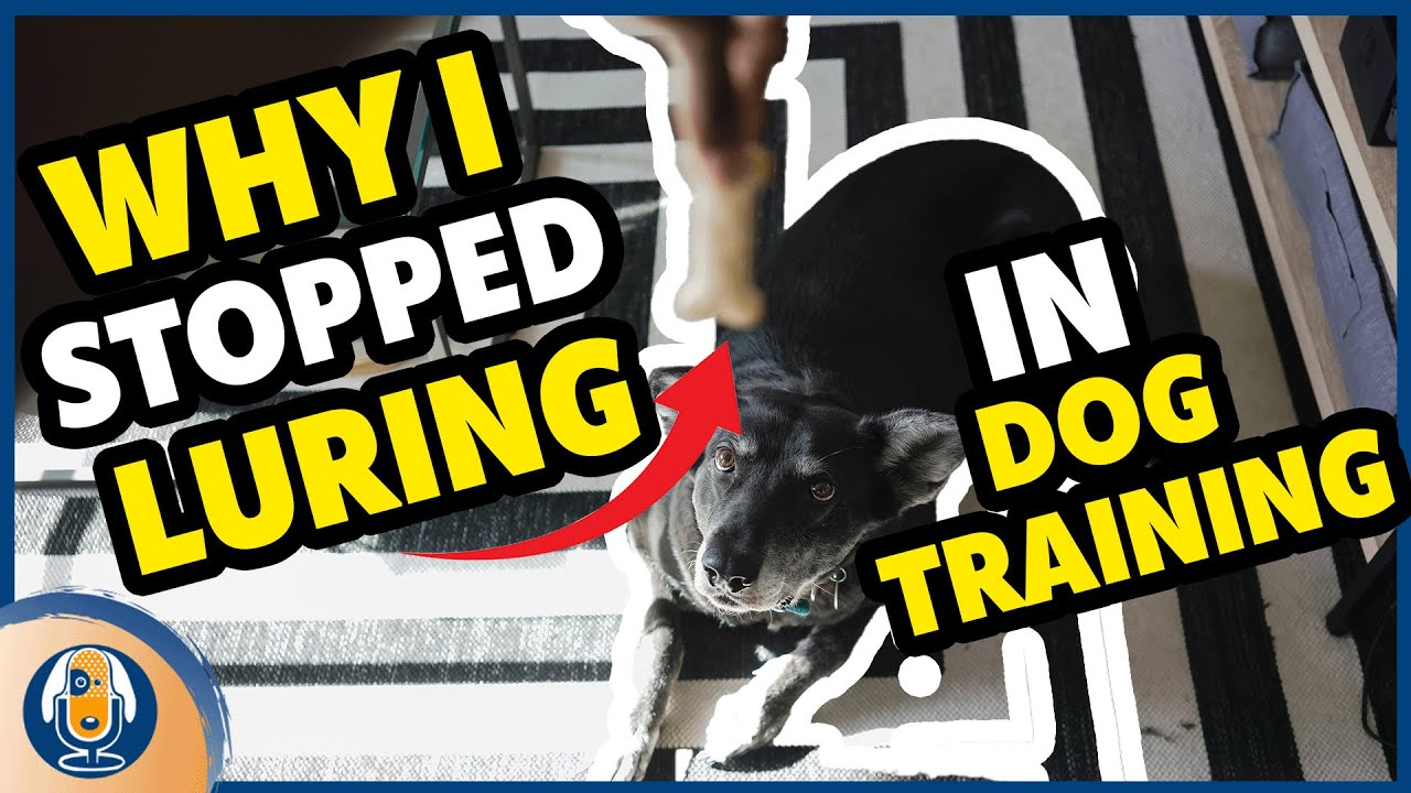 Food Luring VS Shaping In Dog Training How Science Changed How I Teach food-luring-vs-shaping-in-dog-training-how-science-changed-how-i-teach
