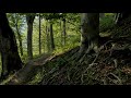 4K Deep Forest - 8 Hours NO LOOP Birdsong - Robin & Blackbird Singing - Relaxing Nature Ambiance