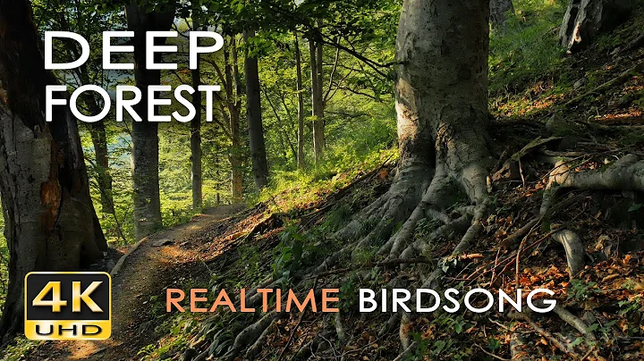 4K Deep Forest - 8 Hours NO LOOP Birdsong - Robin & Blackbird Singing - Relaxing Nature Ambiance - DayDayNews