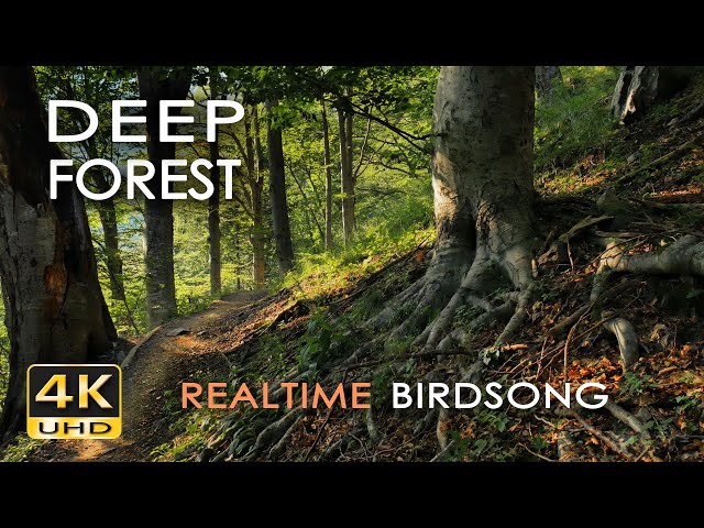 4K Deep Forest - 8 Hours NO LOOP Birdsong - Robin & Blackbird Singing - Relaxing Nature Ambiance class=